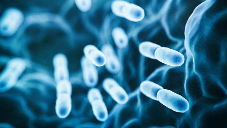 How to Boost Your Gut Health and Immunity: Top 4 Best Probiotic Powerhouses To Get